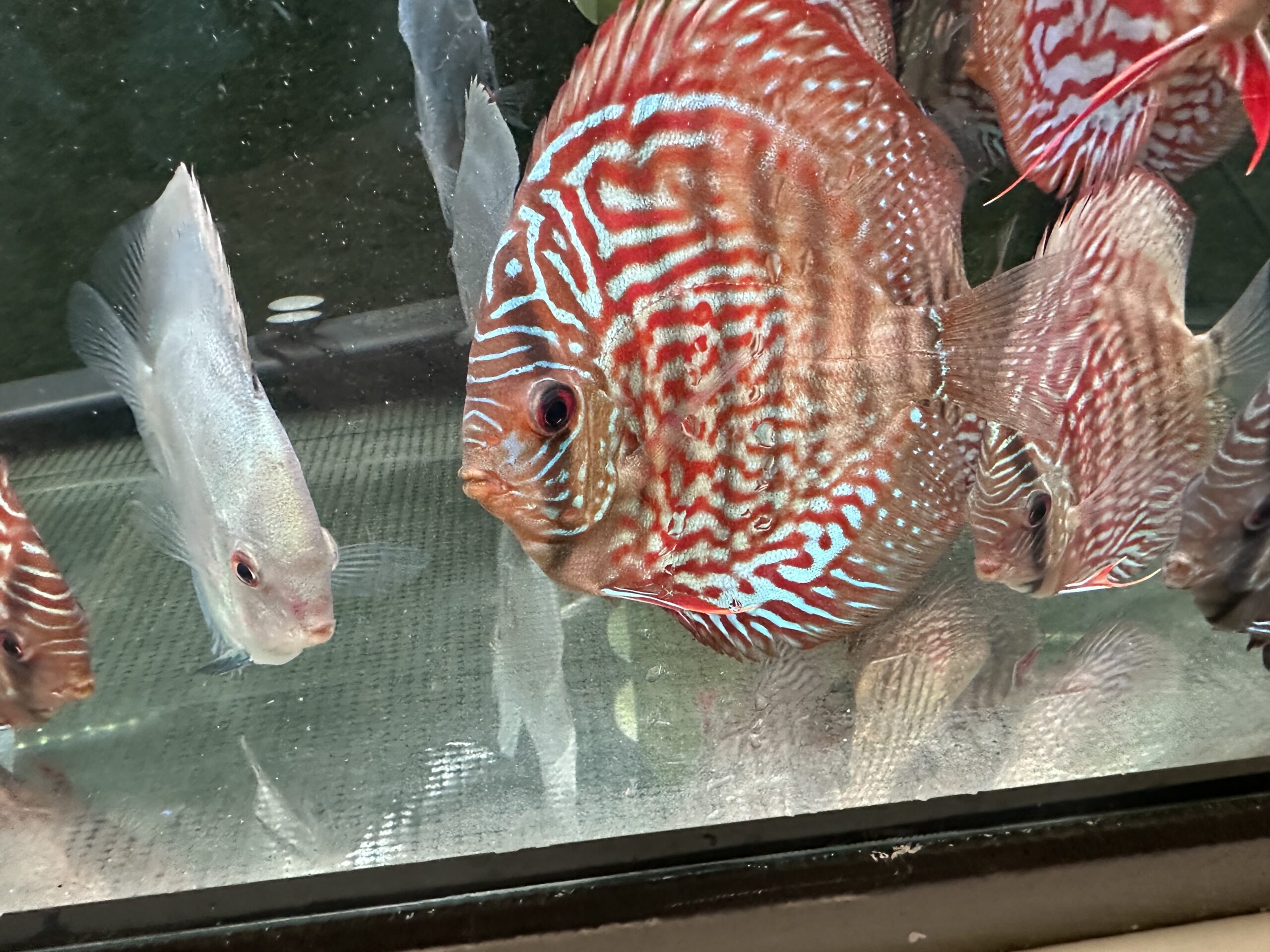 German Red Turquoise 8/9cm BO - Image 3