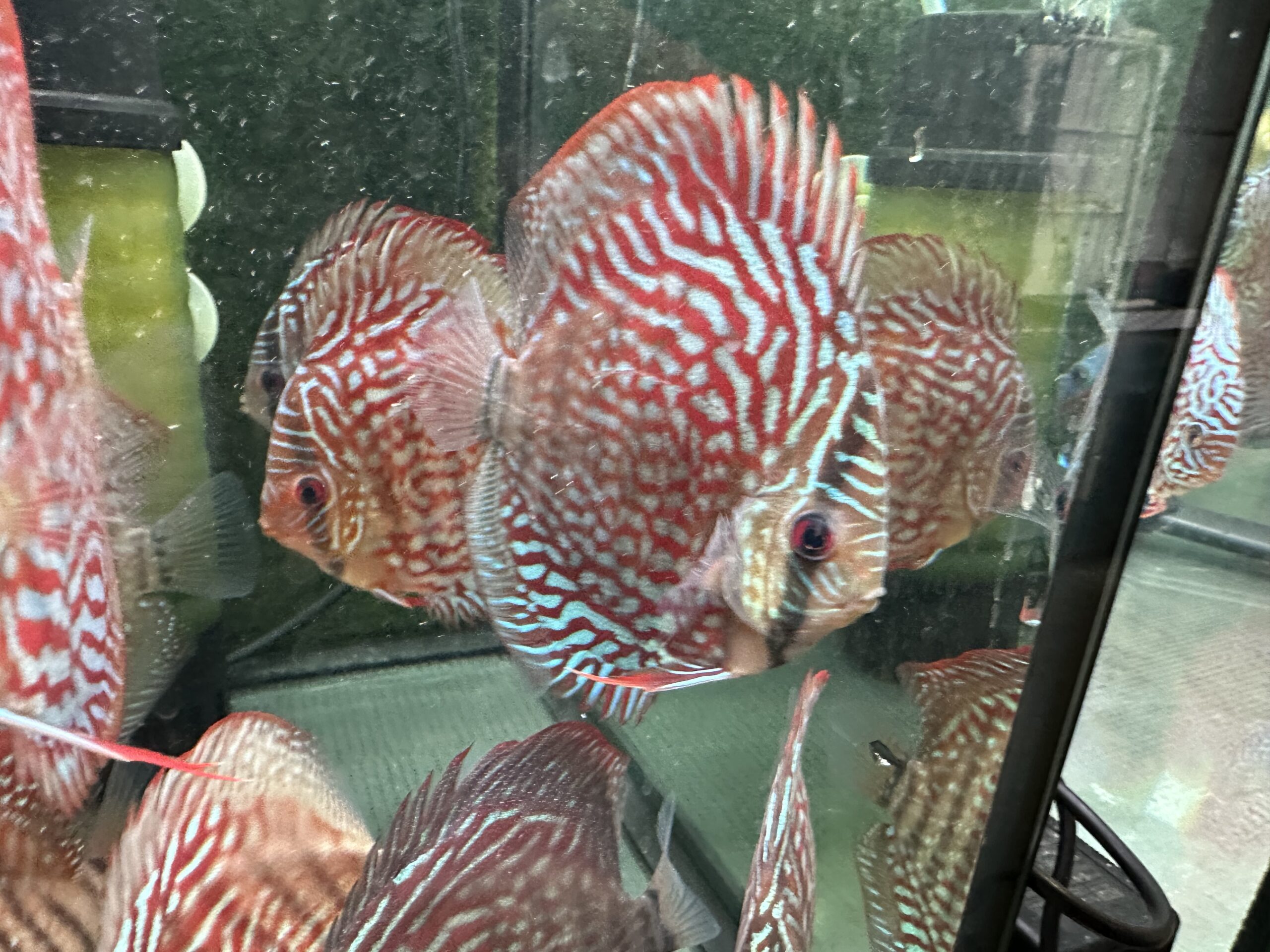 German Red Turquoise 8/9cm BO - Image 5