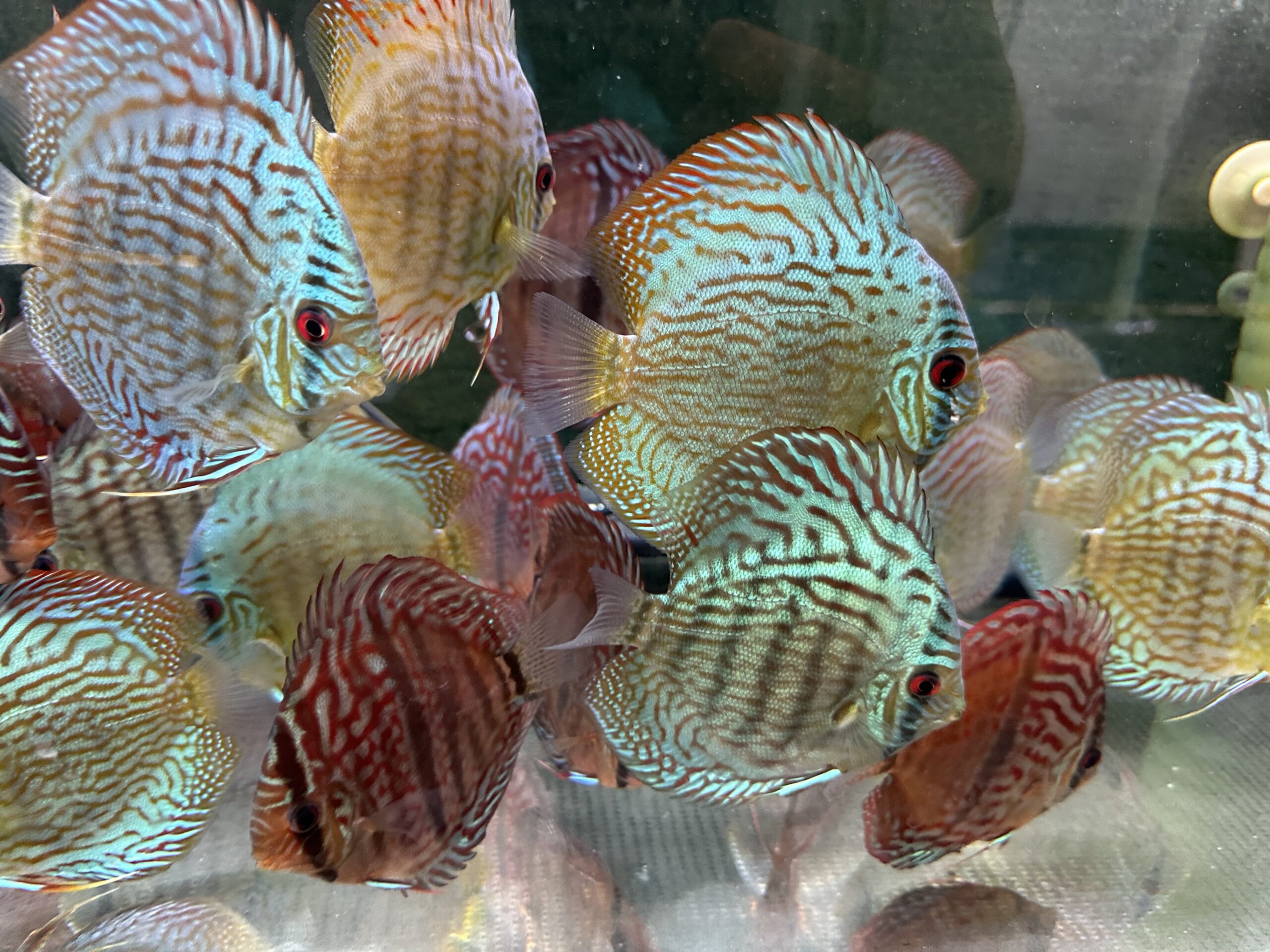 Green Turquoise 8/9cm BO - Image 5