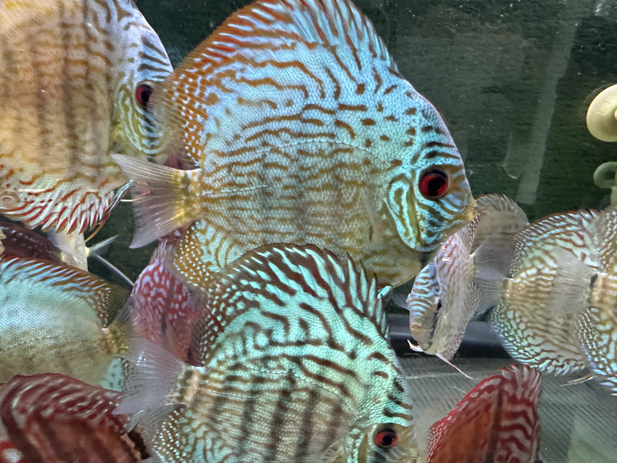 Green Turquoise 8/9cm BO - Image 3