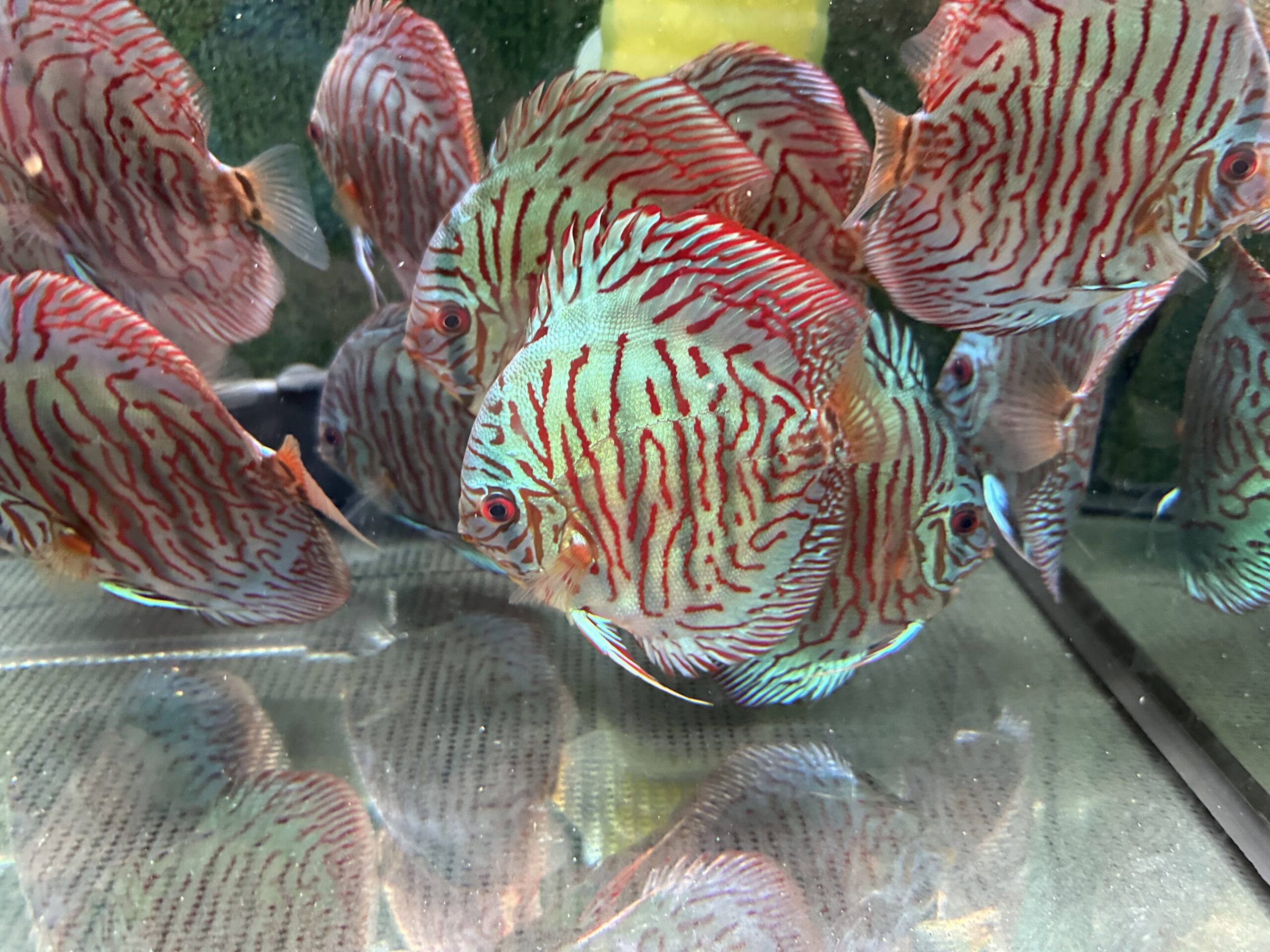 Blue Tiger 8/9cm BO - Image 8