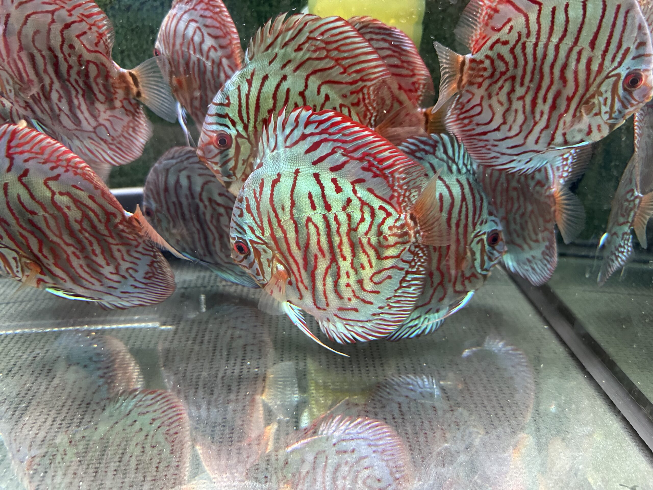 Blue Tiger 8/9cm BO - Image 5