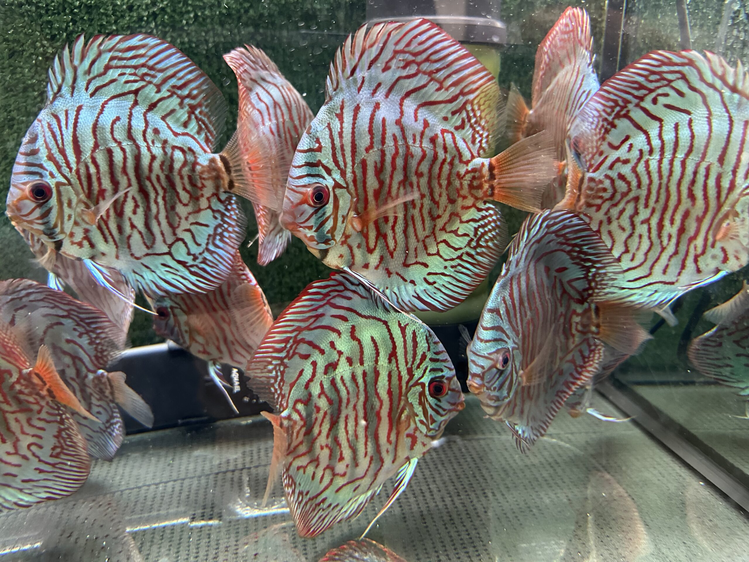 Blue Tiger 8/9cm BO - Image 4