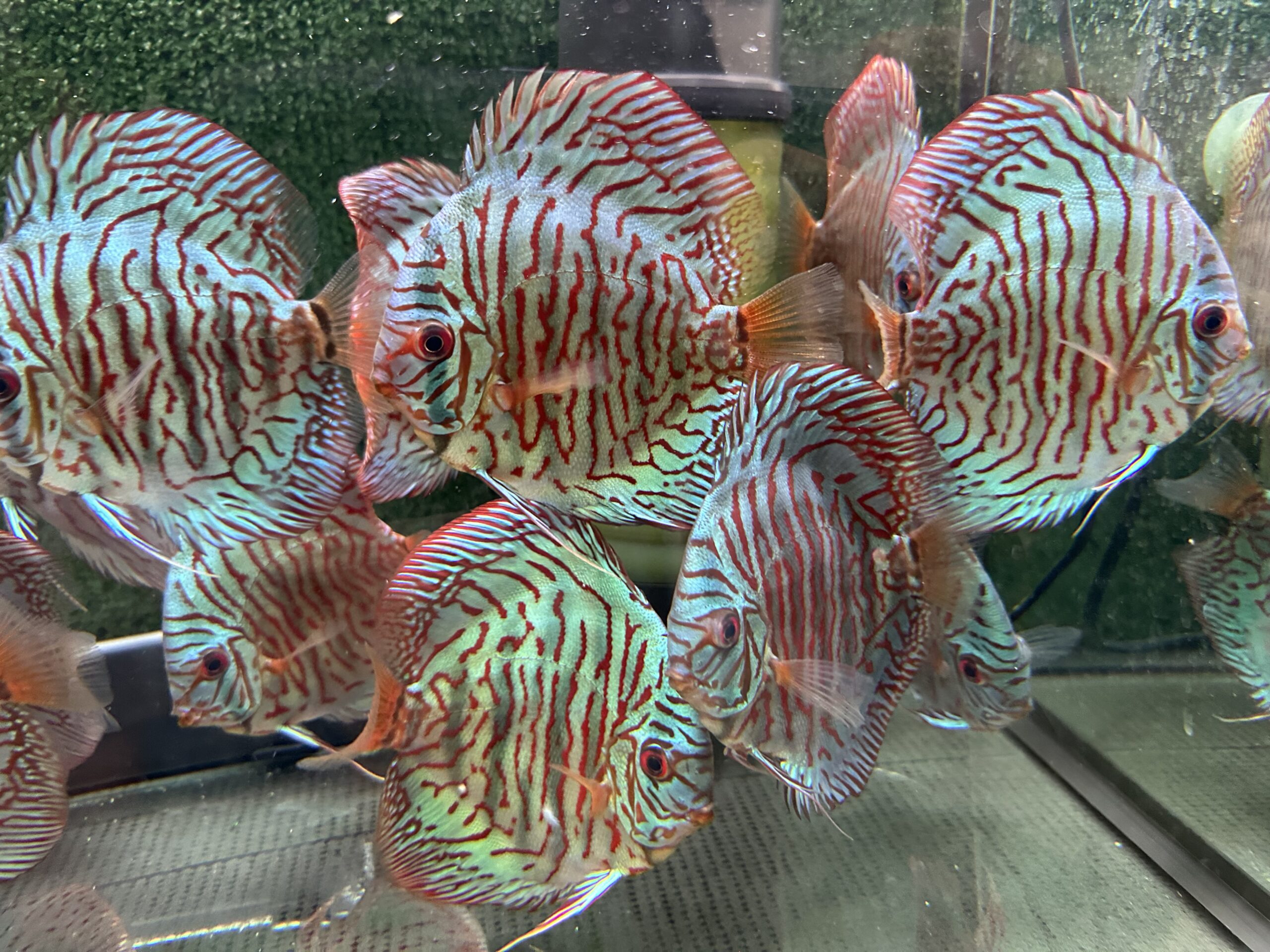 Blue Tiger 8/9cm BO - Image 3