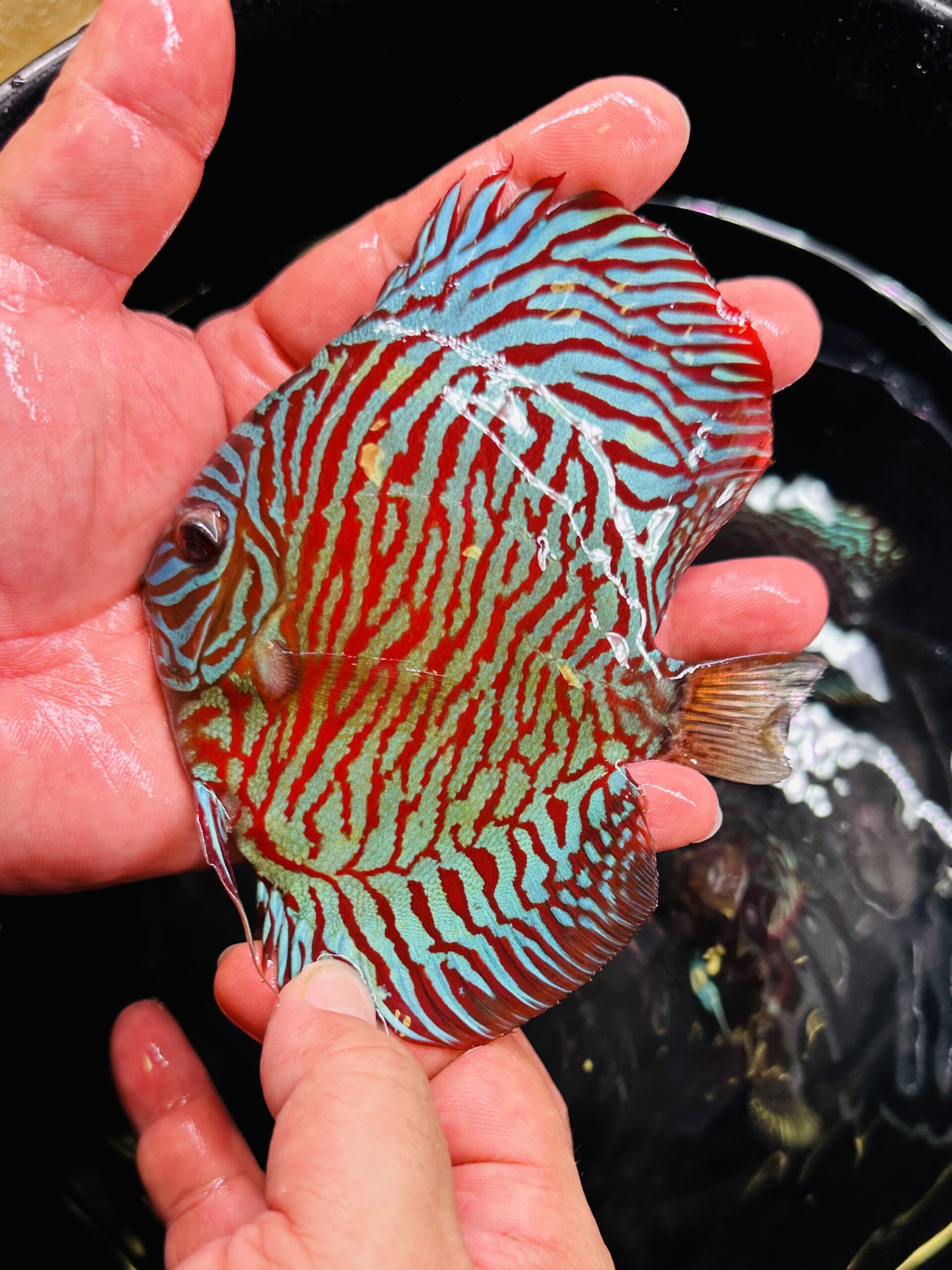 Red Tiger 8/9cm BO - Image 4