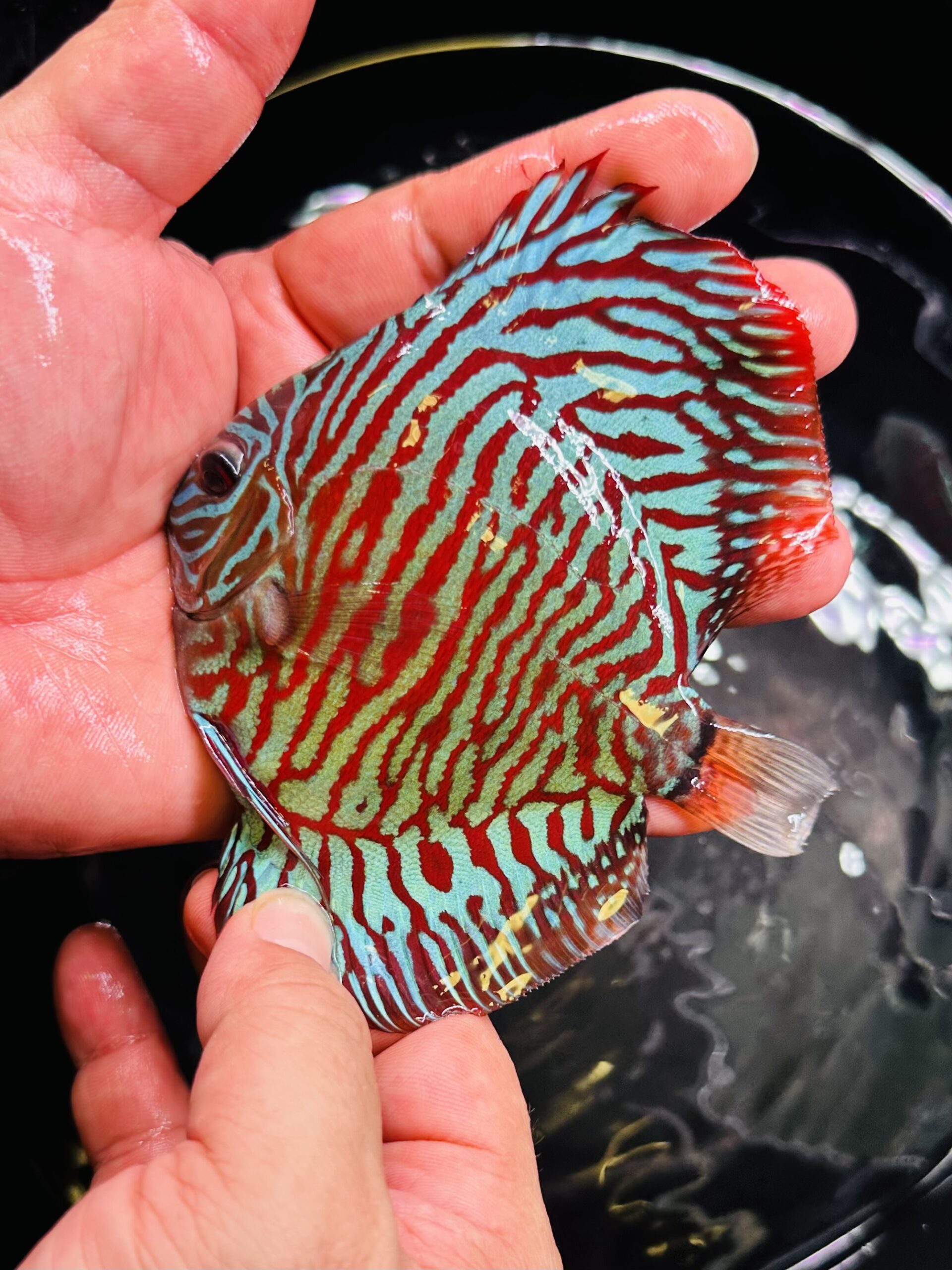 Red Tiger 8/9cm BO - Image 3