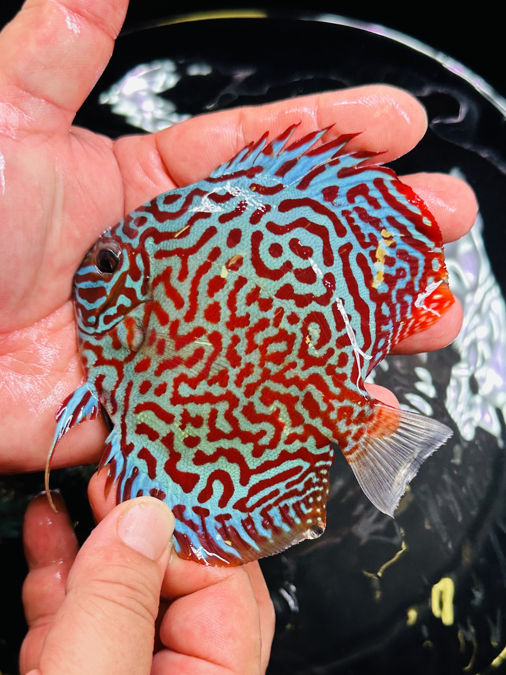 Mosaic Leopard 8/9cm BO - Image 3