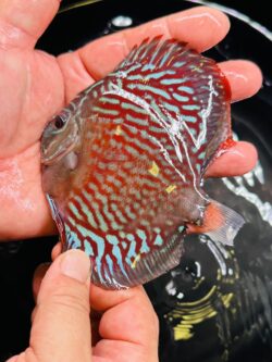 German Red Turquoise 8/9cm BO