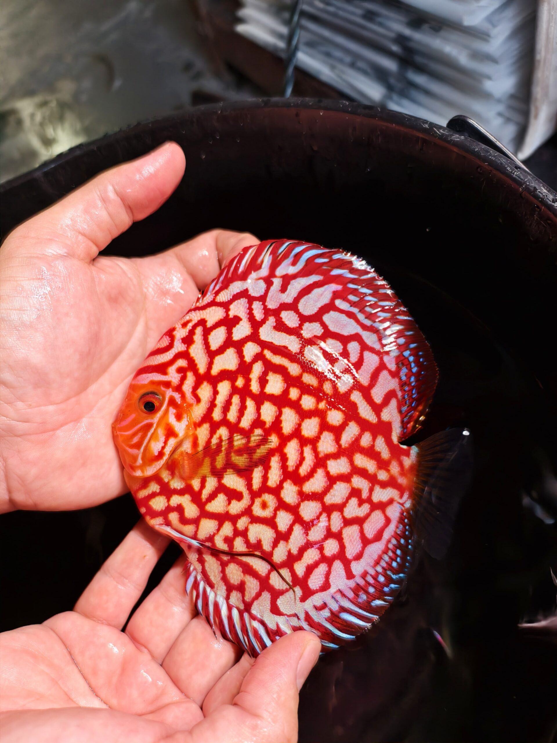 Red Jaguar 11/12cm BO - Image 2