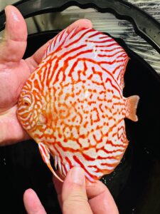 Albino Dragon 12-14cm BO