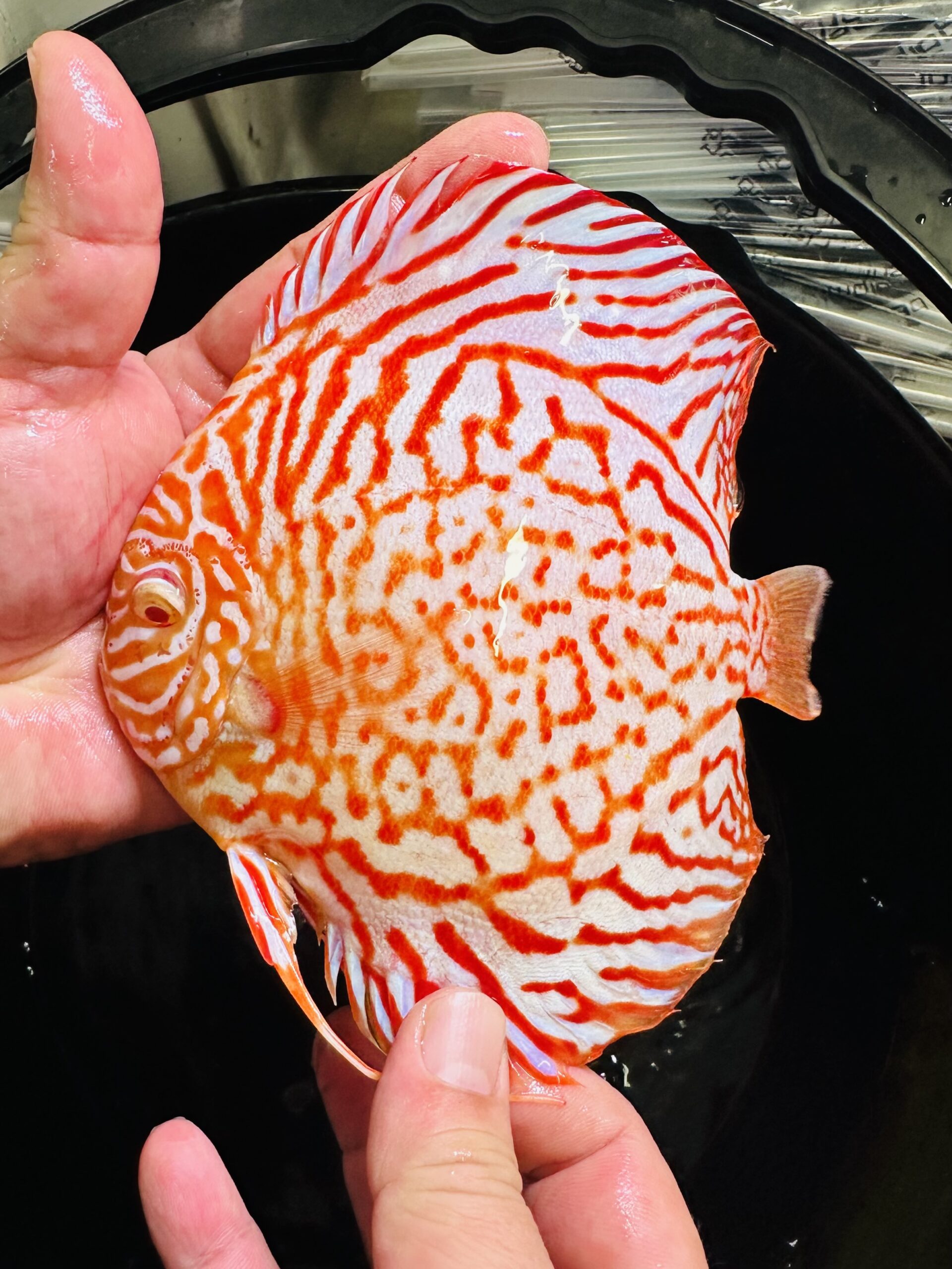 Albino Dragon 12-14cm BO