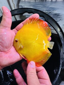 Yellow Lemon 8/9cm BO