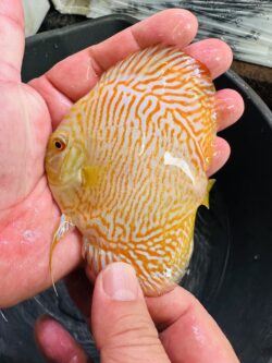 Super Malayan Golden Tiger Turquoise 8/9cm BO