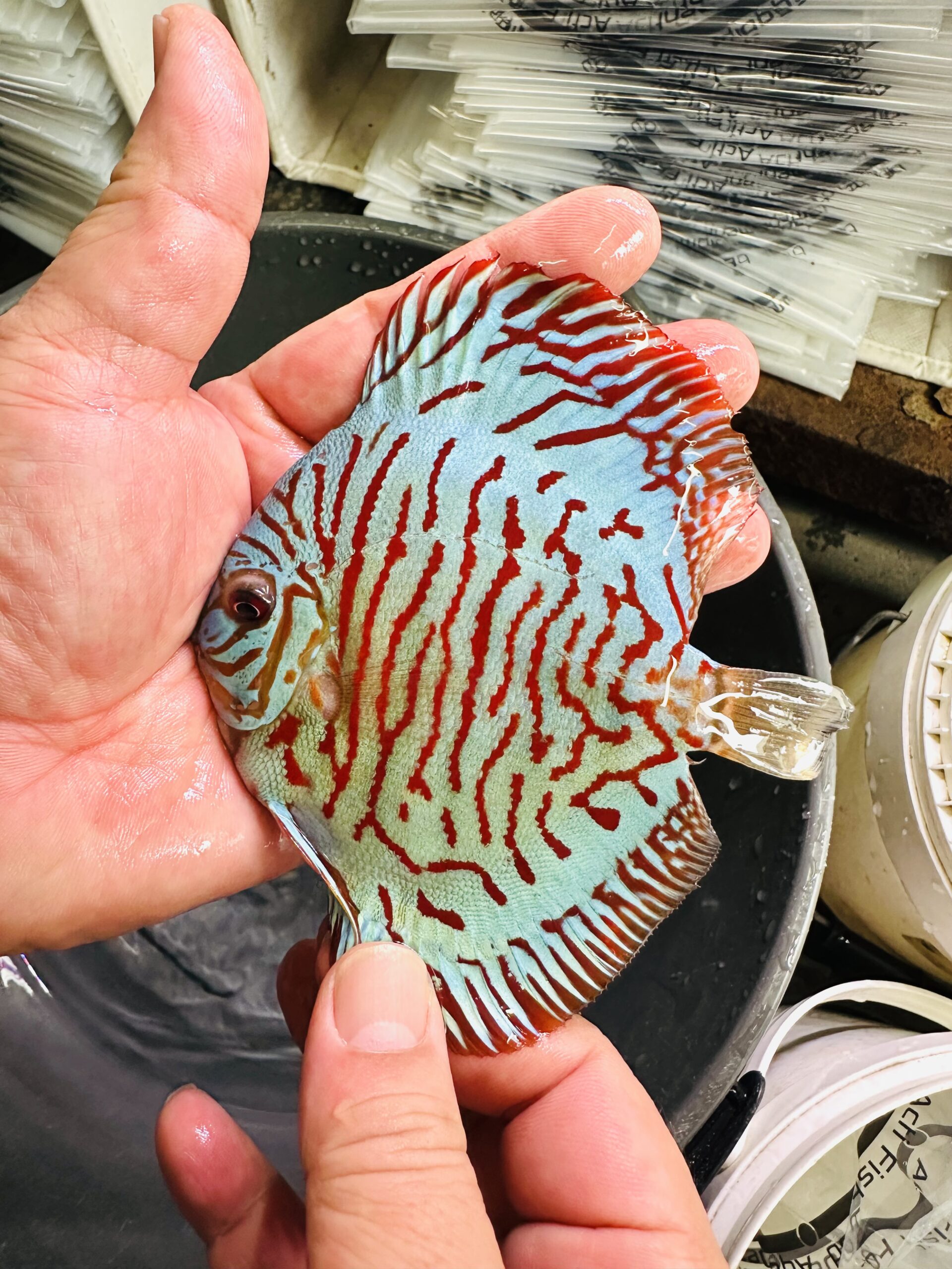 Blue Tiger Turquoise 8/9cm BO - Image 2