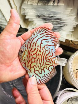 Blue Tiger Turquoise 8/9cm BO