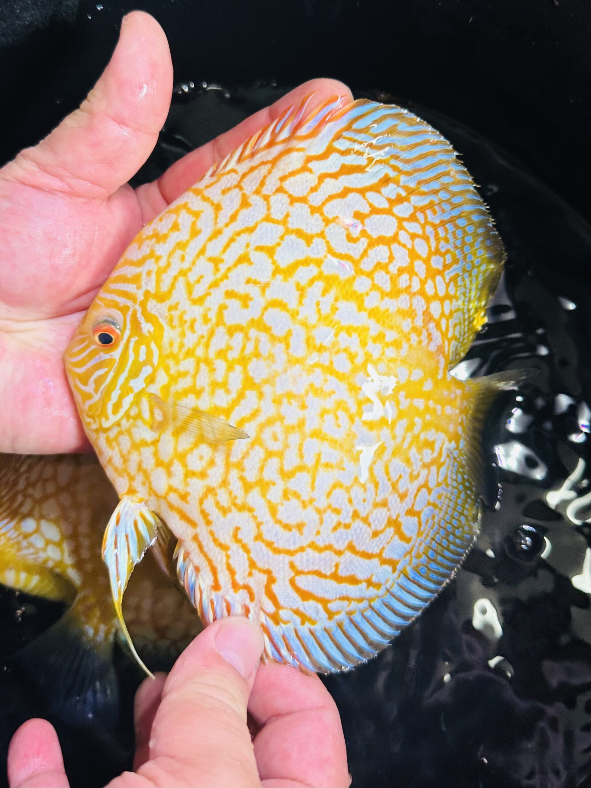 Yellow Panda 12-14cm BO - Image 3