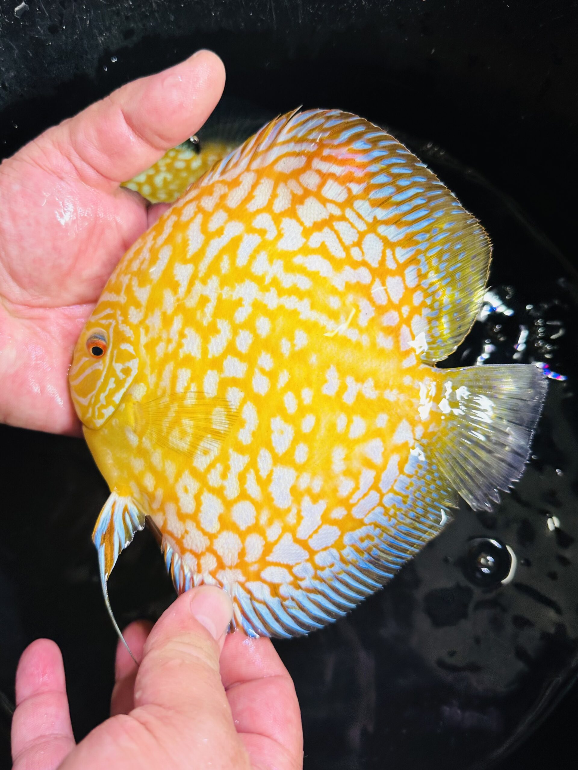 Yellow Panda 12-14cm BO - Image 2