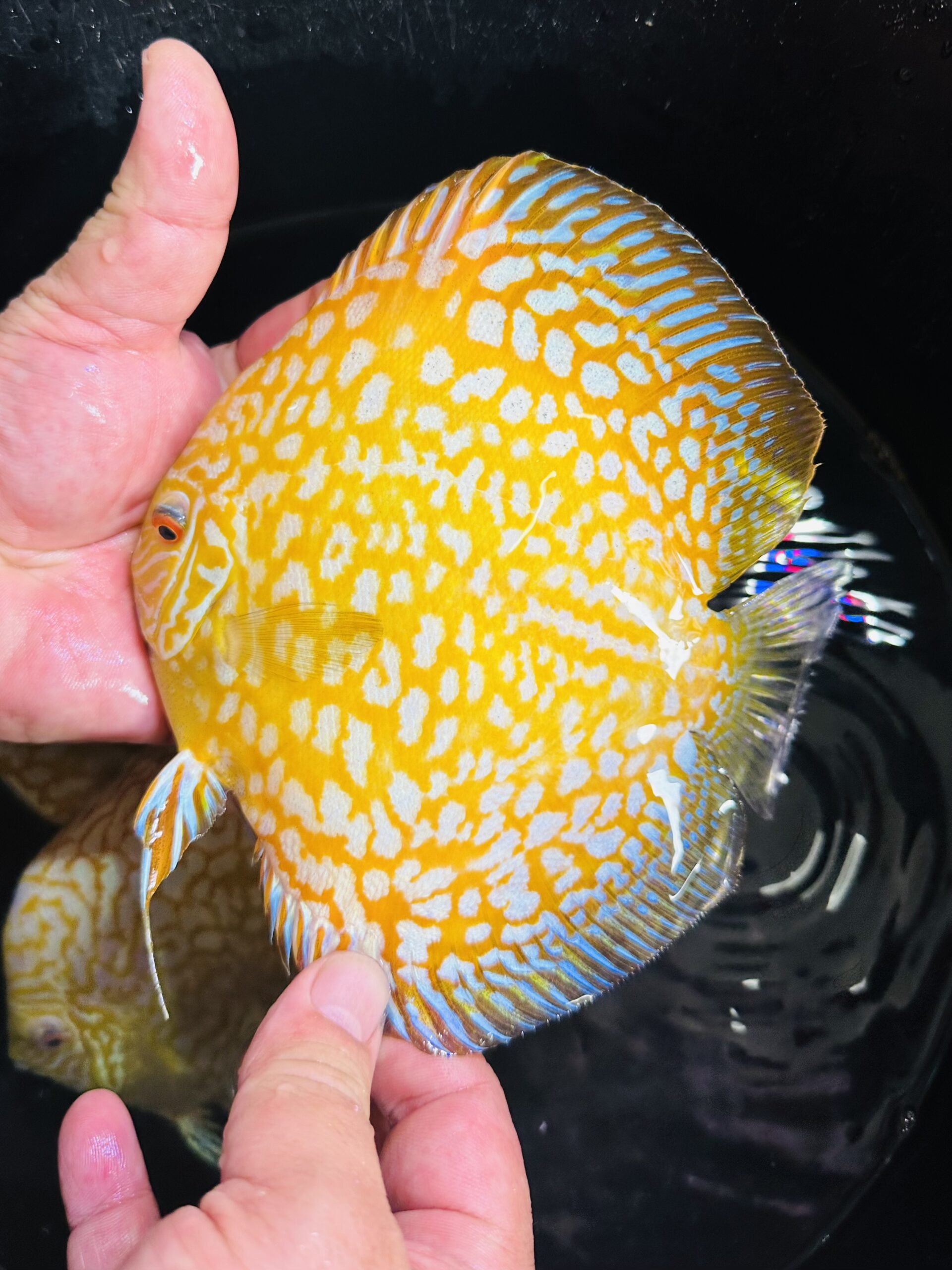 Yellow Panda 12-14cm BO - Image 4