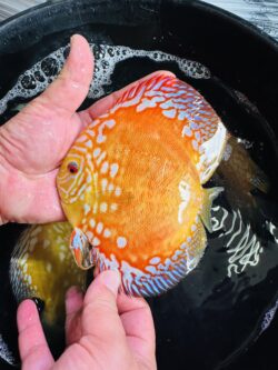 Golden Panda 12-14cm BO