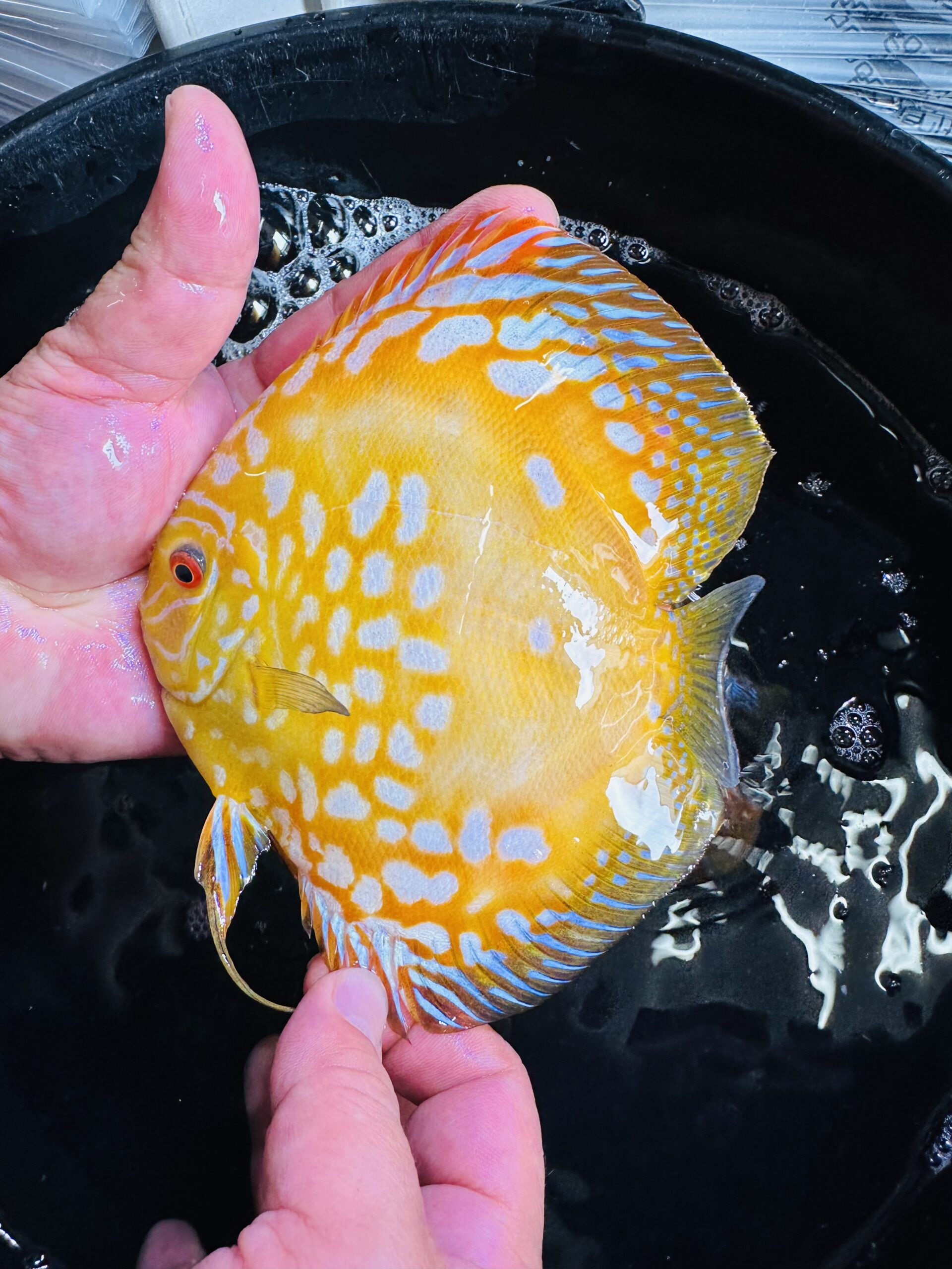 Yellow Panda 12-14cm BO