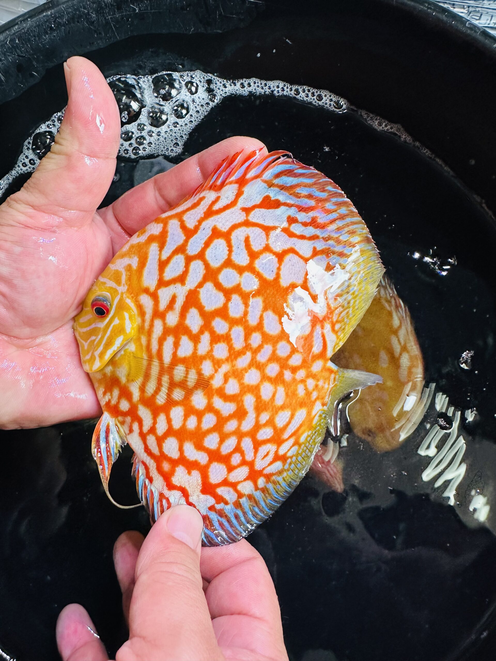 Golden Panda 12-14cm BO - Image 3