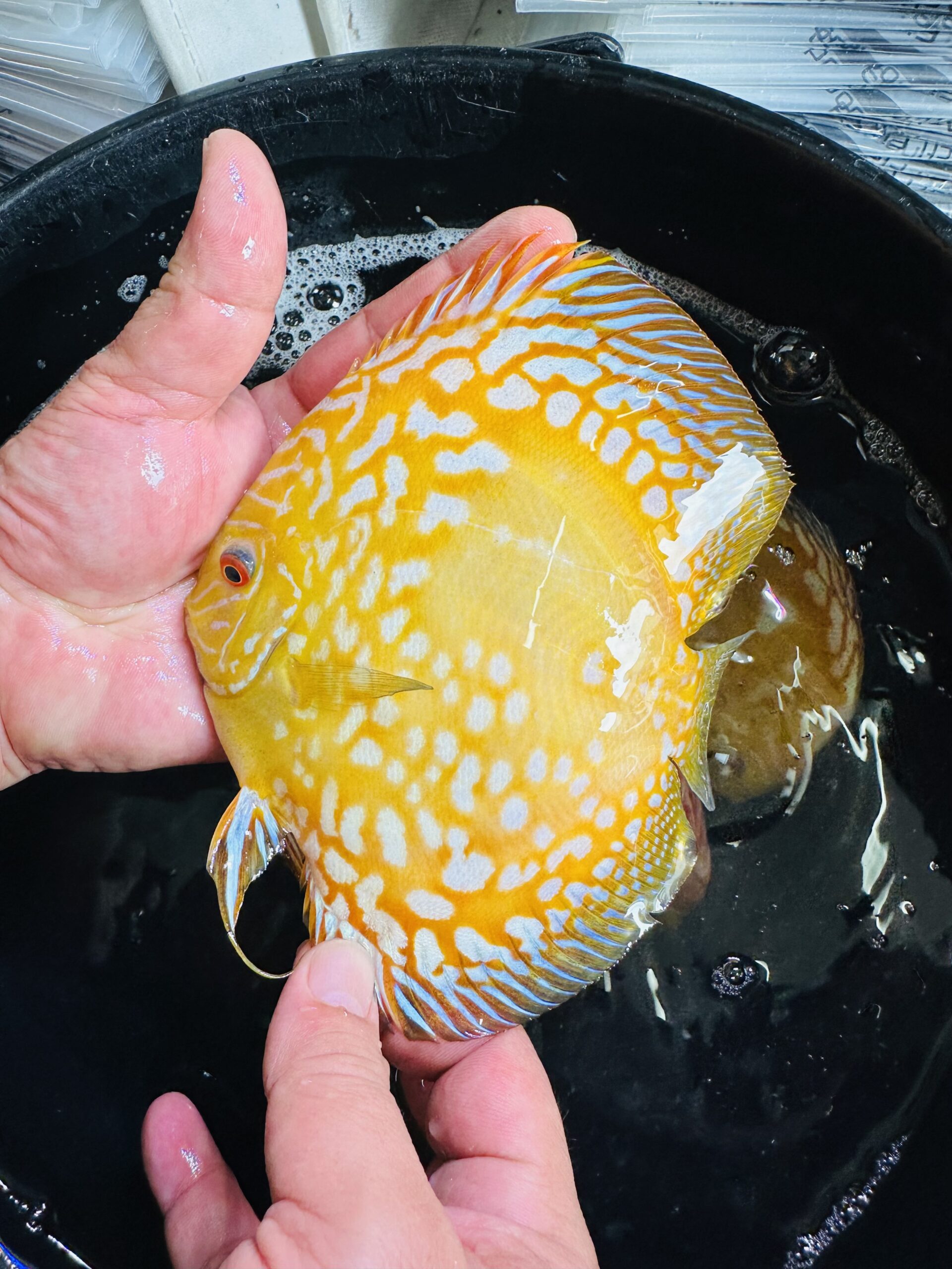 Yellow Panda 12-14cm BO - Image 6