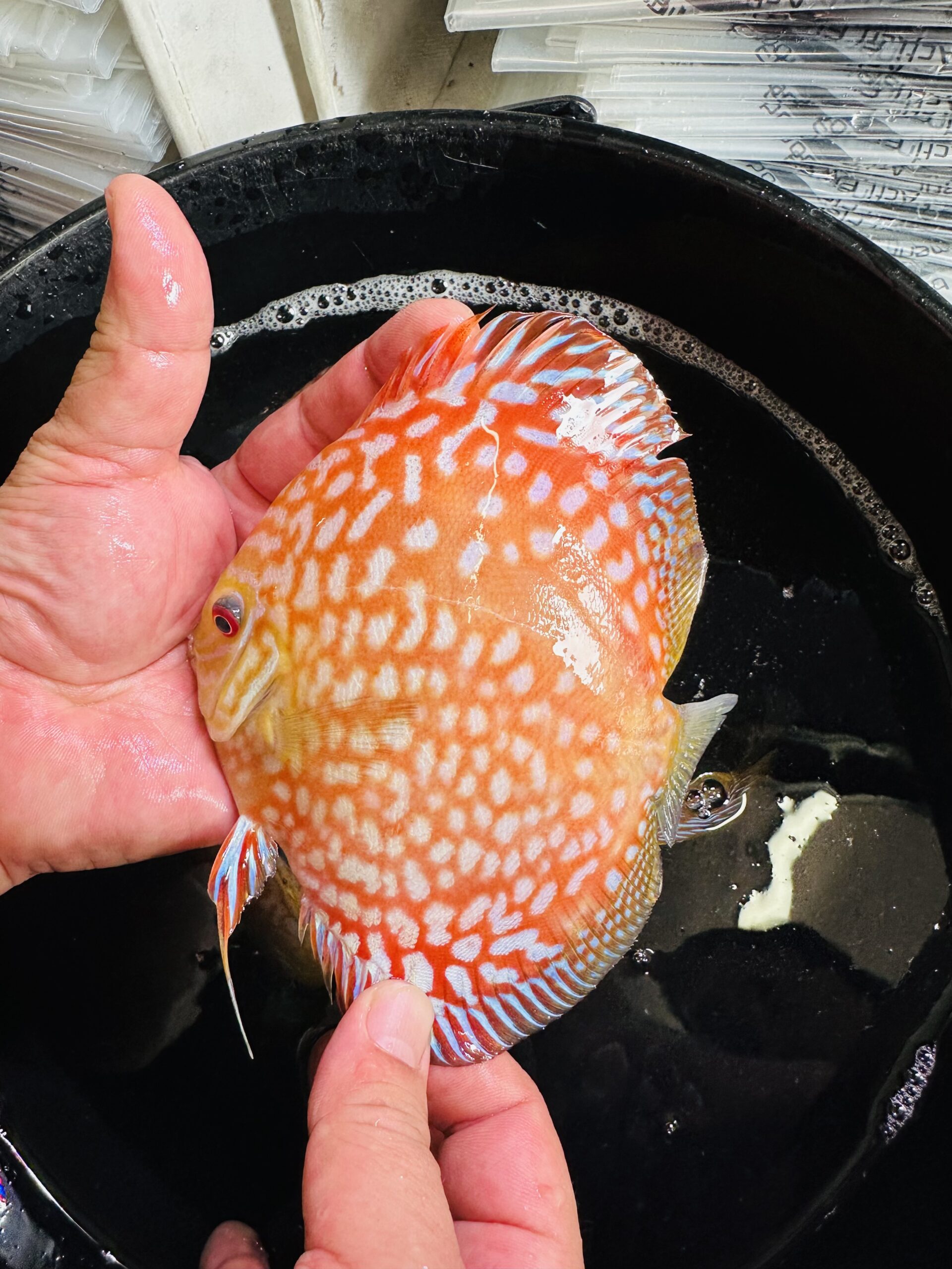 Golden Panda 12-14cm BO - Image 4