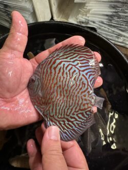 Super Malayan Tiger Turquoise 8/9cm BO