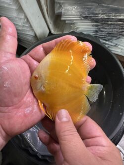 Albino Golden 8/9cm BO