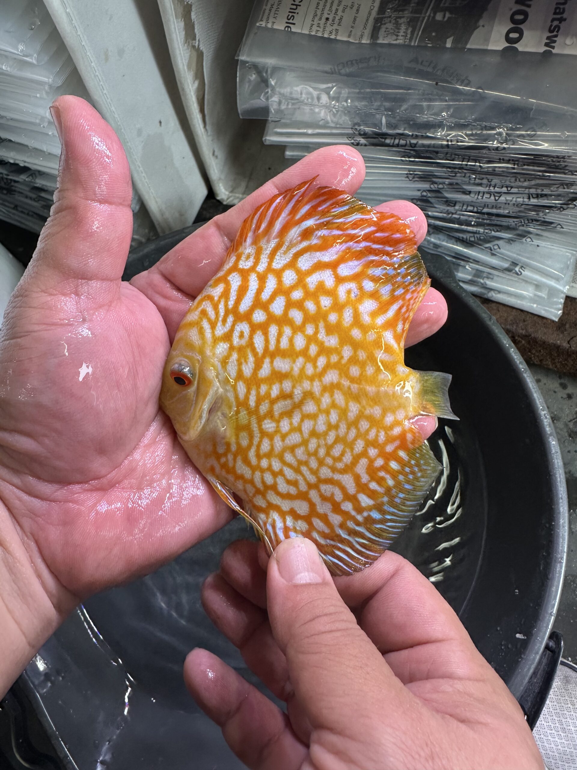 Yellow CKB 8/9cm BO - Image 4