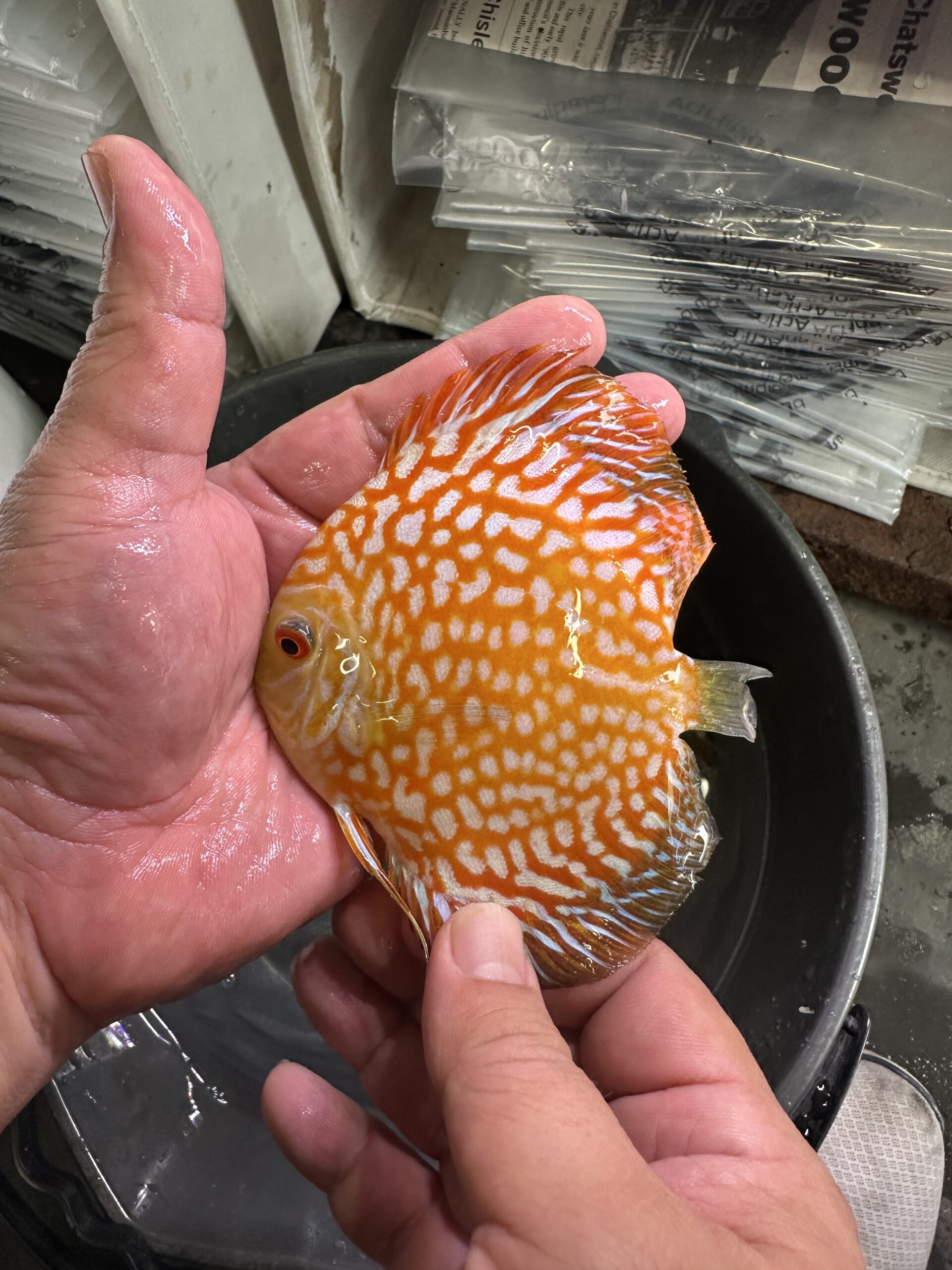 Yellow CKB 8/9cm BO - Image 5