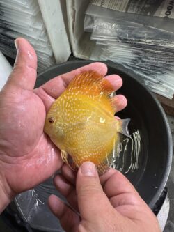 Yellow Panda 7/8cm BO