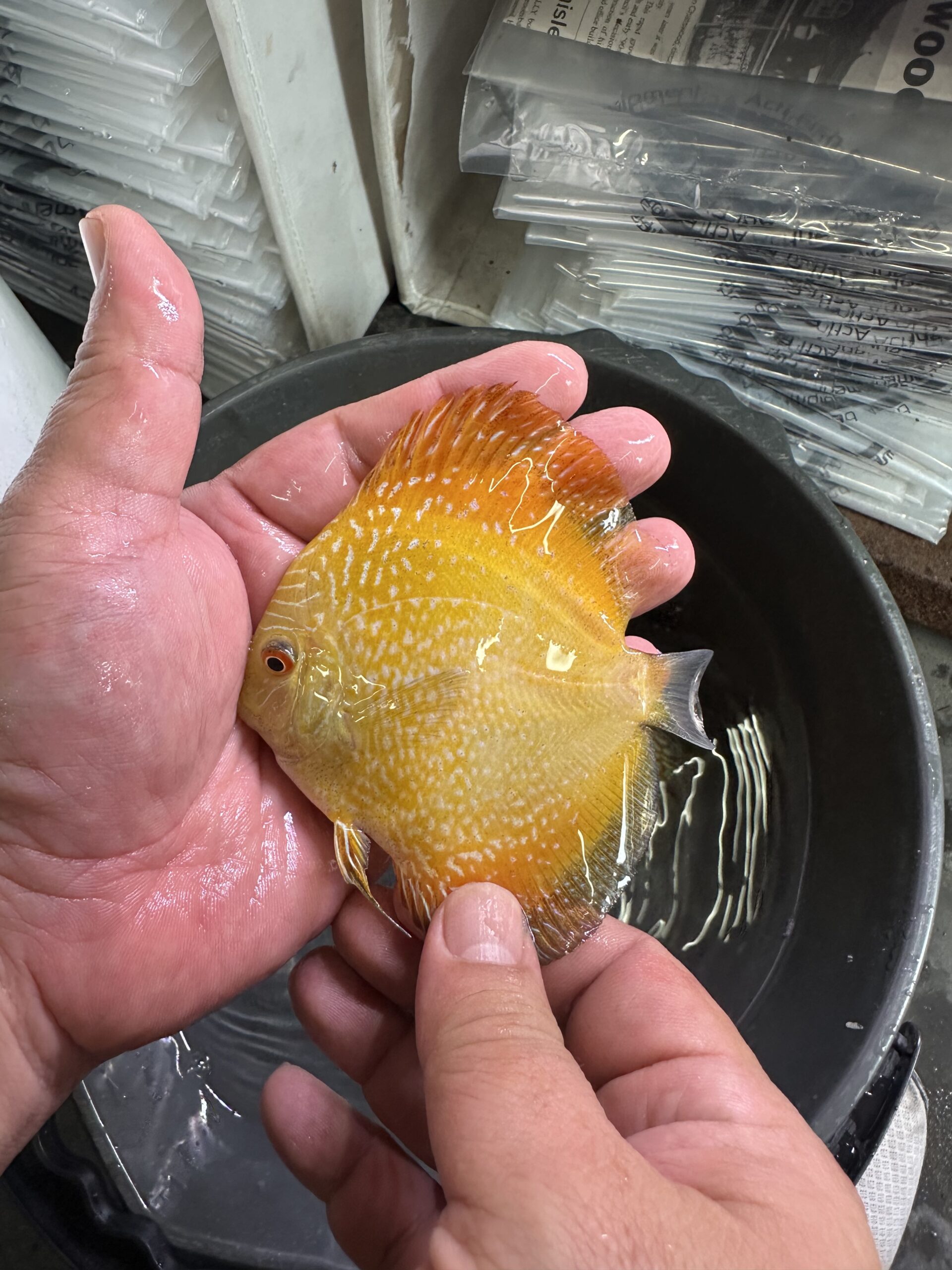 Yellow Panda 7/8cm BO