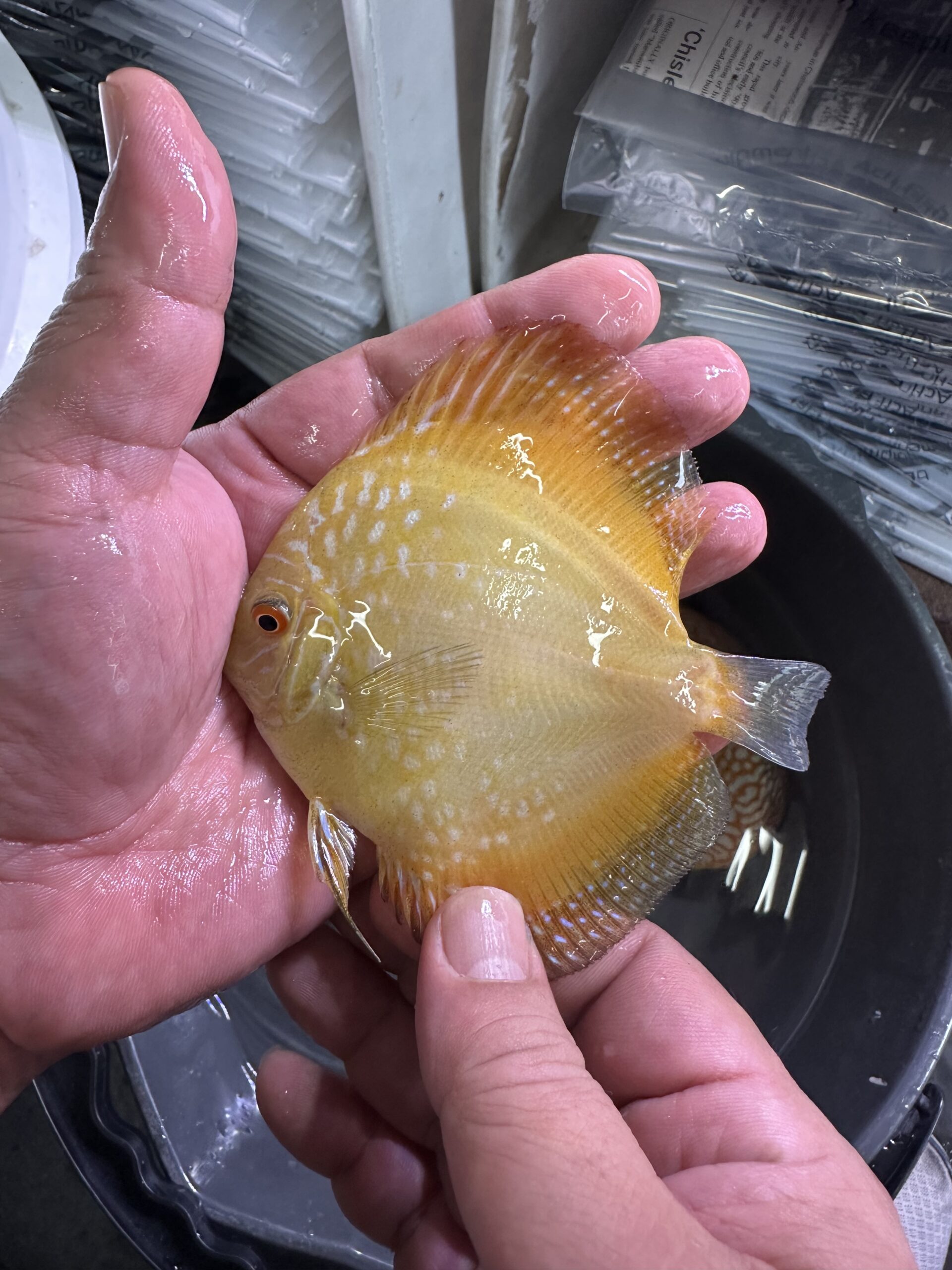 Yellow Panda 7/8cm BO - Image 2