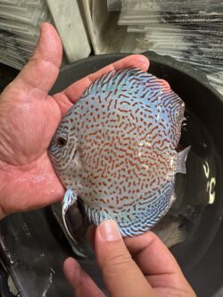 Panthera Leopard 9/10cm BO