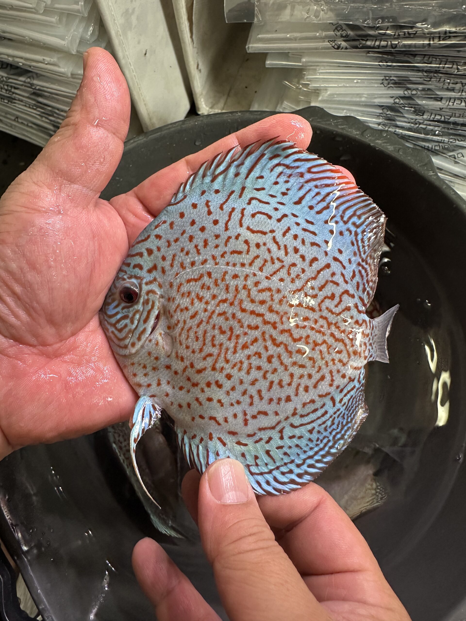 Panthera Leopard 9/10cm BO