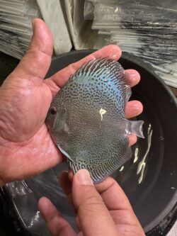 Blue Scorpion SS 8/9cm BO