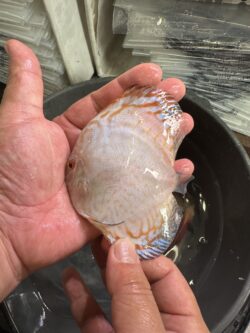 Golden White Butterfly 8/9cm BO