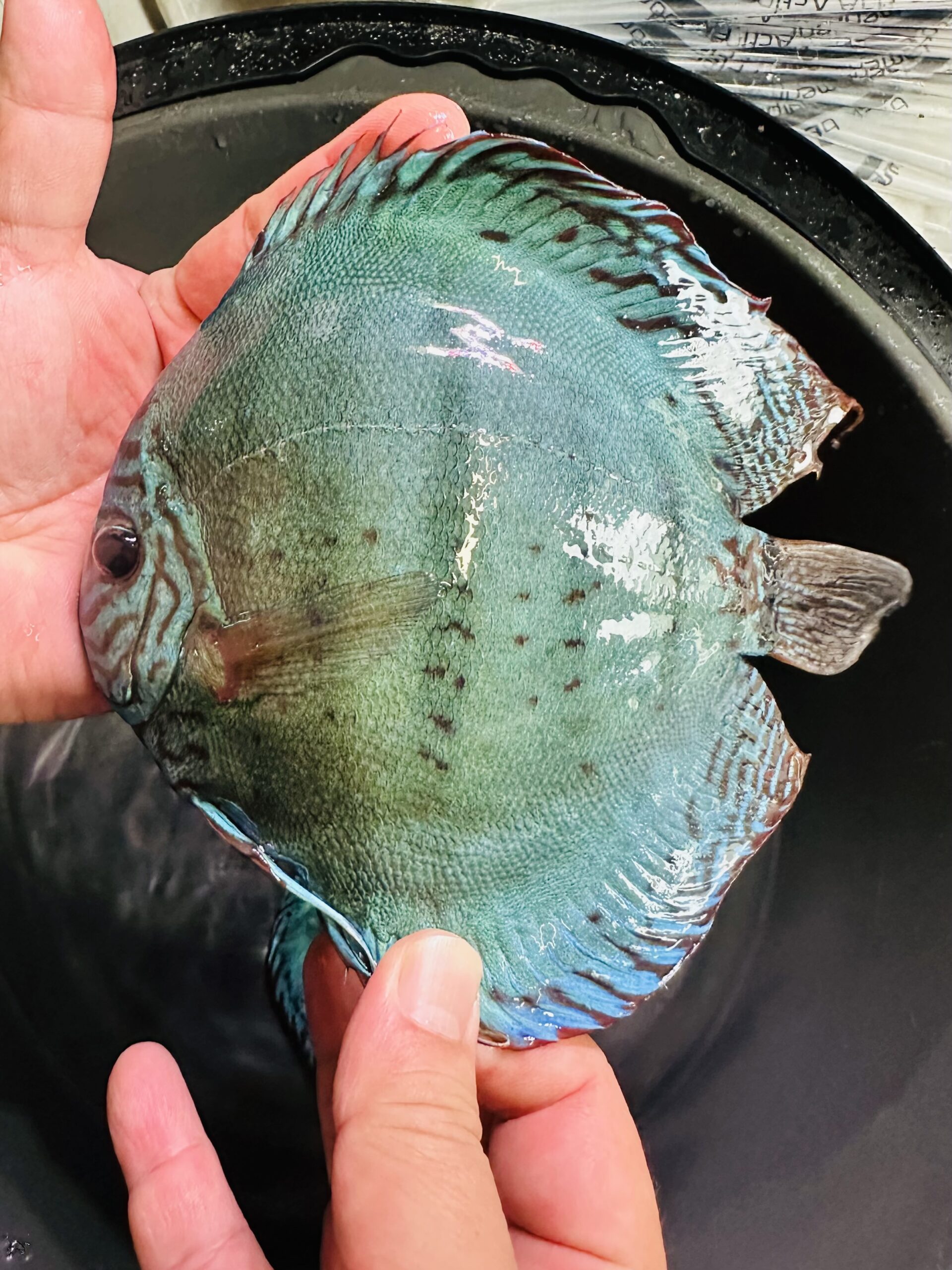 Blue Moon Heckel 12-14cm BO (Domestic) - Image 3