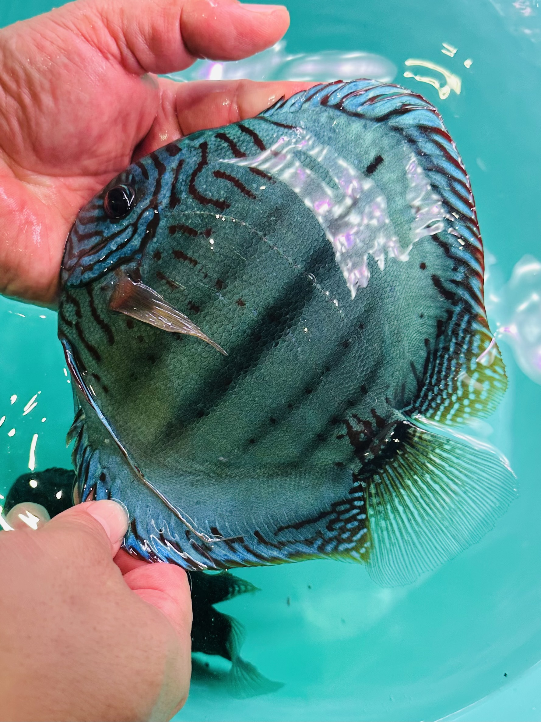 Blue Moon Heckel 12-14cm BO (Domestic)