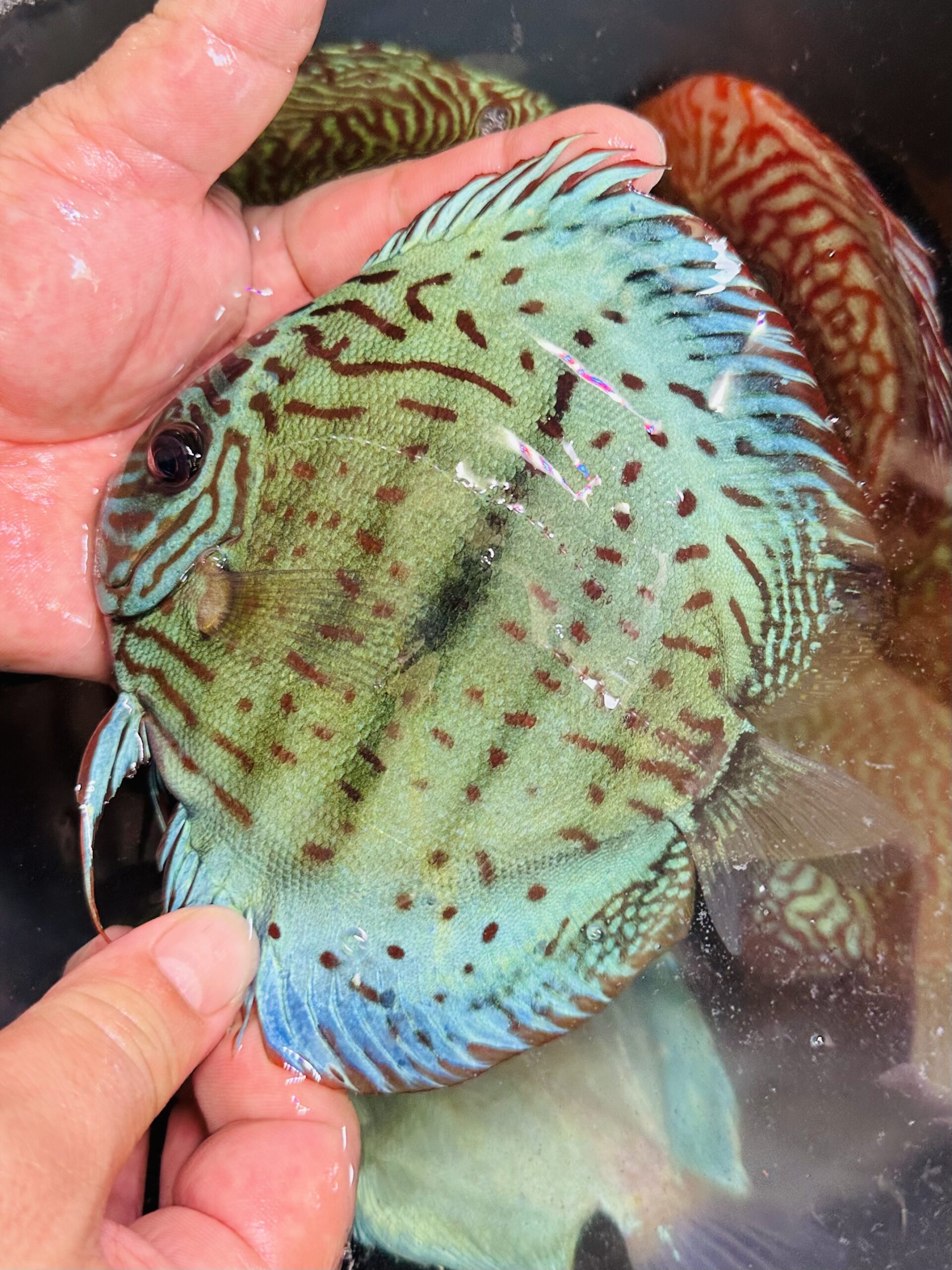 Blue Moon Heckel 12-14cm BO (Domestic) - Image 4