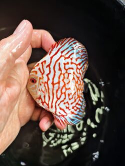 Tiger Pigeon 7/8cm BO