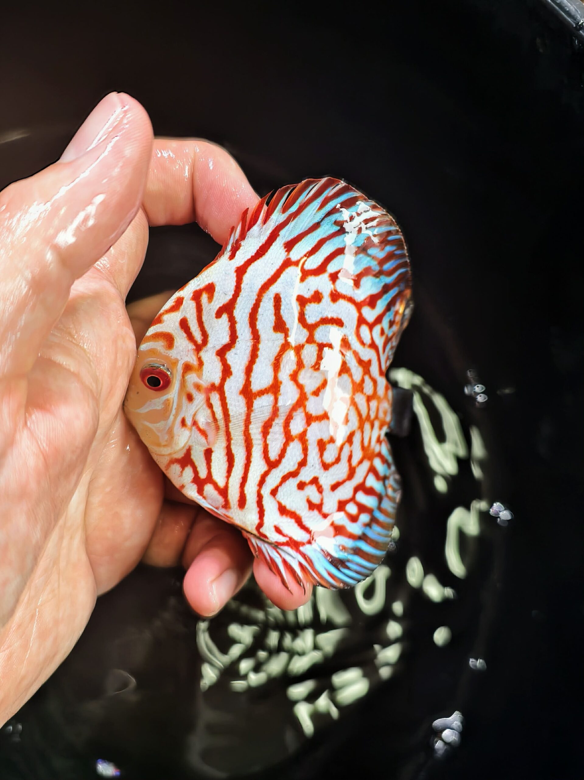 Tiger Pigeon 7/8cm BO