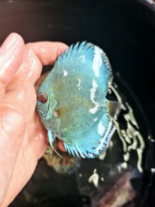 Reflection D 7/8cm BO