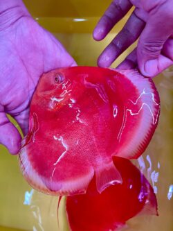 Albino White Rabbit (red eyes) 11/12cm BO