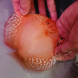 Albino Red Alenquer 12/13cm BO