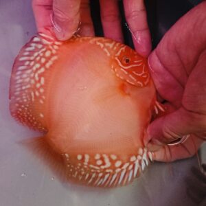 Albino Red Alenquer 12/13cm BO