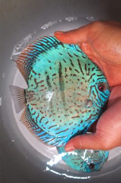 Cobalt x Heckel 12cm BO