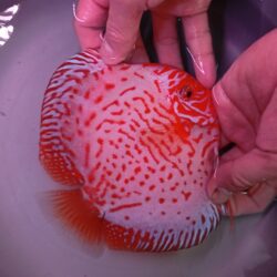 White Dragon 14/15cm BO