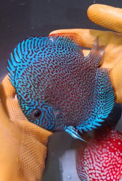 Sakura King Viper 14/15cm BO